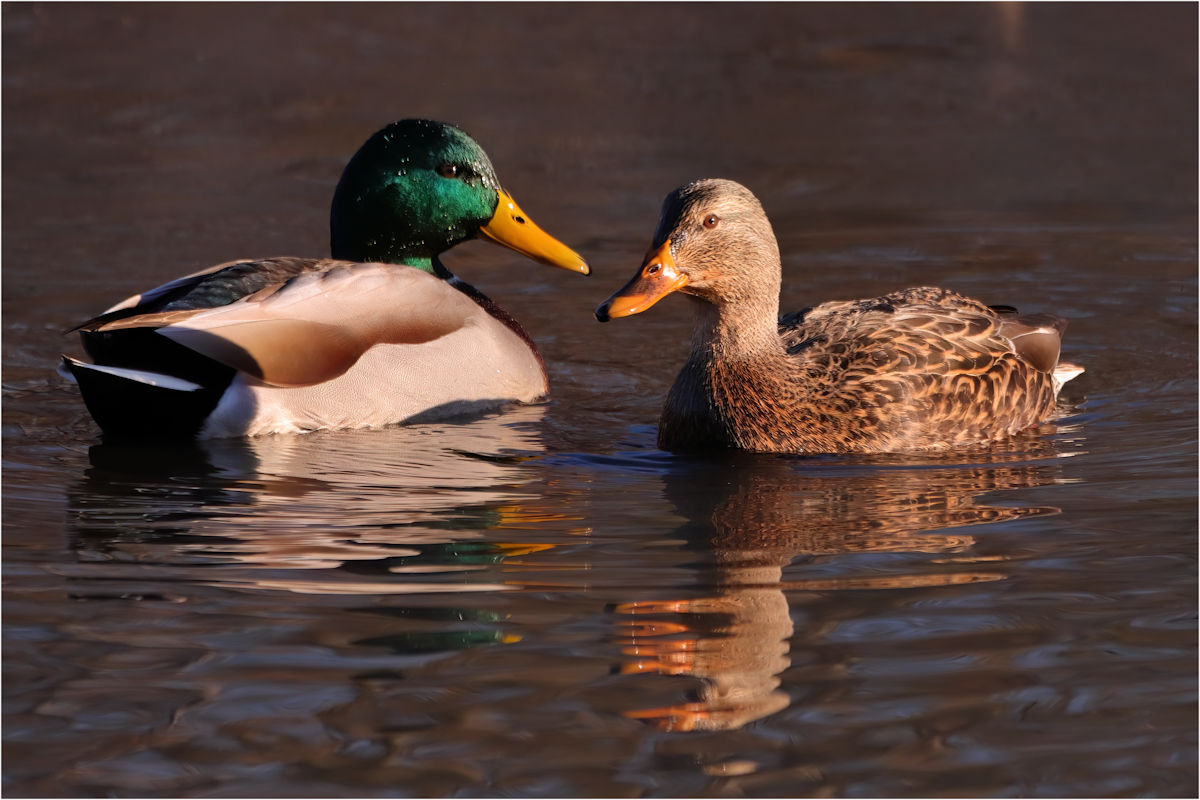 Gheno Rich Walden Mallard Pair Nature   Ornithological   Class A 20251022